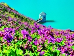 Fields of Purple flowers in Paradise Lake