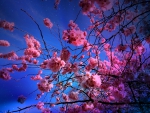 Cherry Blossom Nightsky