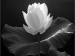 ~ Lotus Flower ~