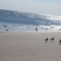 Birds on Beach