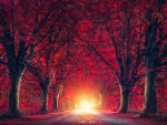 Red forest