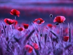 Poppies