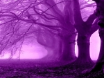 Purple Forest