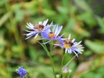 Bees on Flowers
