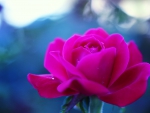 Beautiful Rose