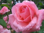 Drops On Pink Roses