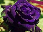**Beautiful Violet Rose**