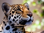The magnificant leopard