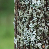 Macro High Zoom Tree