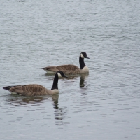 Twin Ducks on Lake
