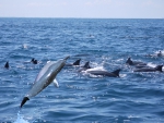 Spinner Dolphins 1