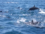 Spinner Dolphins 2