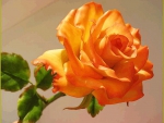 Beautiful Rose