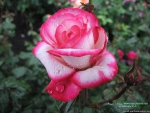 Double Delight Rose