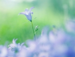Bellflower