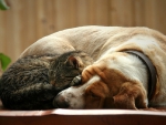 Cat and dog