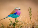 Colorful Bird