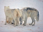 WHITE WOLVES