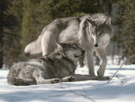 GRAY WOLVES IN SNOW