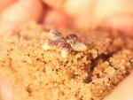 Starfish on the beach