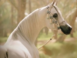 BEAUTIFUL ARABIAN HORSE