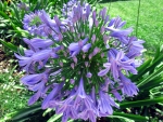 Agapanthus