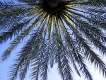 Palmtree