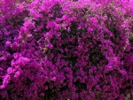 Bougainvillea
