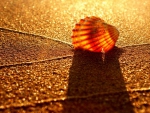 Seashell Shadows