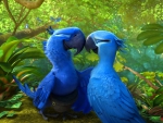 Love parrots