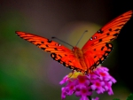 For Yu Alexandra~Beautiful Butterfly