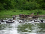 Water Buffalo