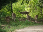 Spotted Deer at Dusk 2