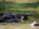 Water Buffalo 1