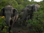 Elephant Familly 1
