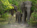 Elephant Familly 2