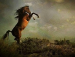 Rearing Horse