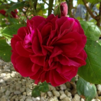 Tess of the D'urbervilles