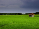 Pameungpeuk's Rice Field