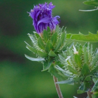 Aster in the Evening