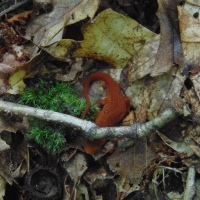 The Eastern Red Newt