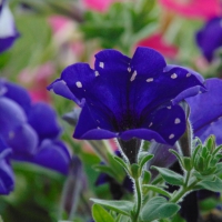 Purple Petunia in West Virginia