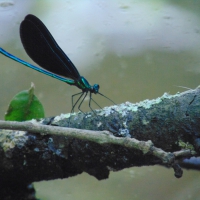La libellula solitario