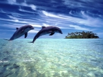 Dolphins.