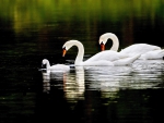 Swans Family