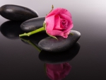A pink rose between stones
