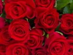 Red Roses