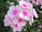 Light pink flowers