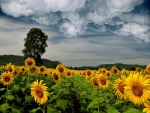 Beautiful Sunflowers
