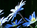 Blue Flowers